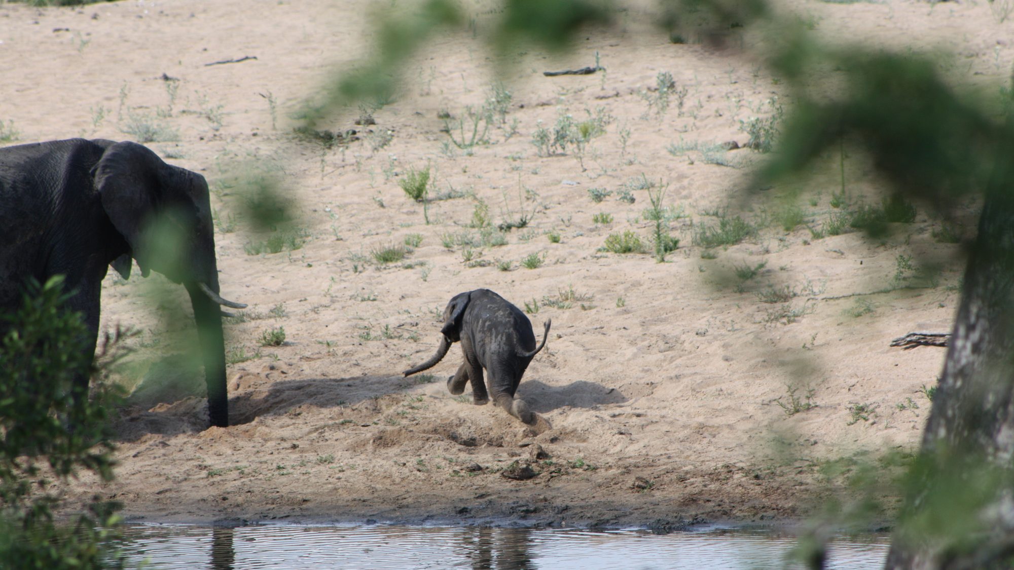 Elefant in einem Wildreservat in KwaZulu-Natal