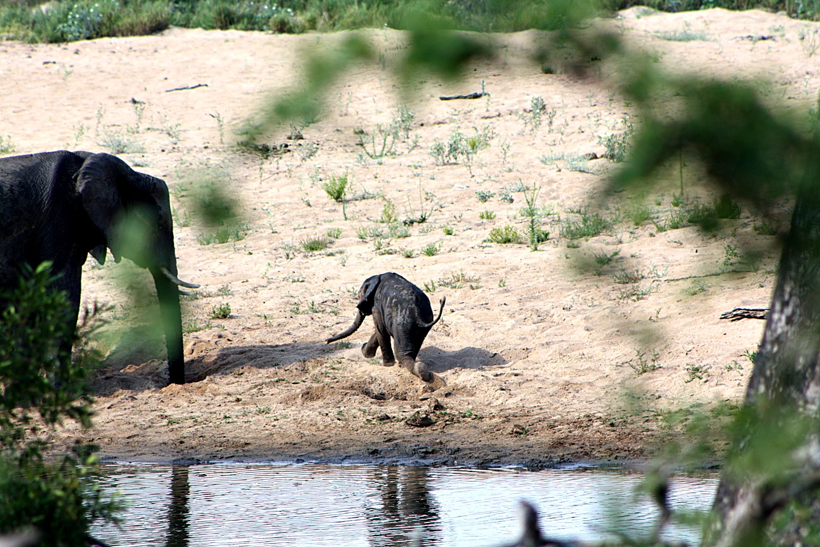 Elefanten am Wasserloch – Safari-Foto von Gästen
