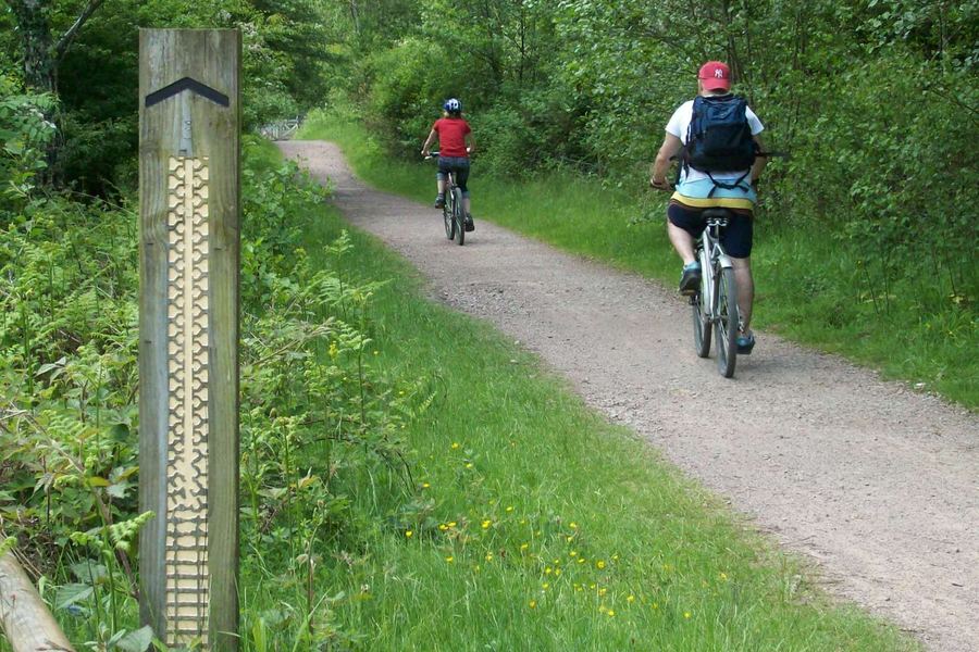 Zwei Mountainbiker auf einem Waldweg