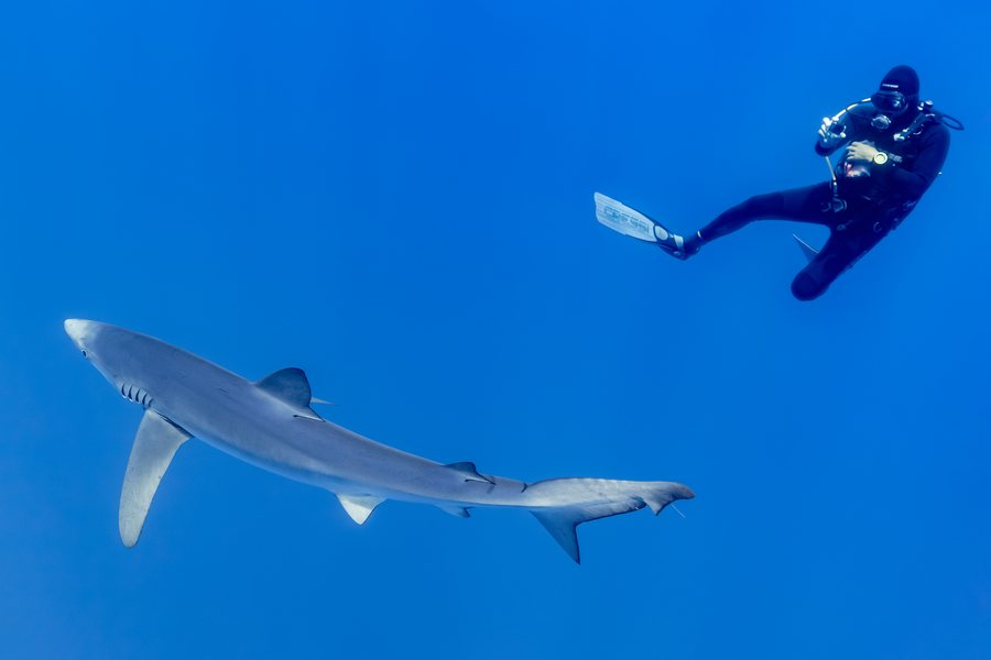 Taucher und Blauhai im offenen Wasser