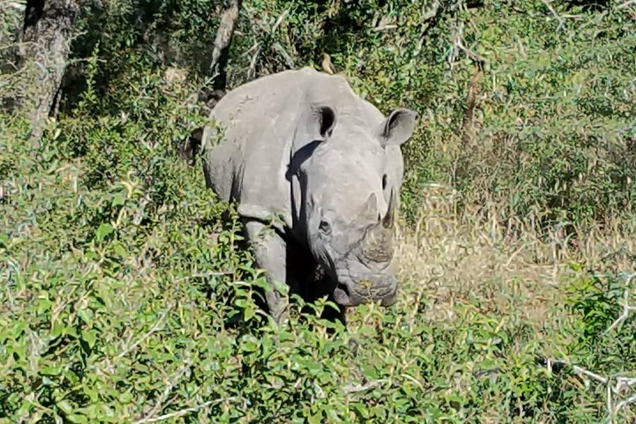 Breitmaulnashorn im Buschland des Hluhluwe-iMfolozi-Parks