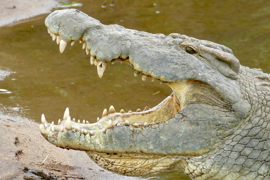 Nilkrokodil mit ge&ouml;ffnetem Maul am Wasser