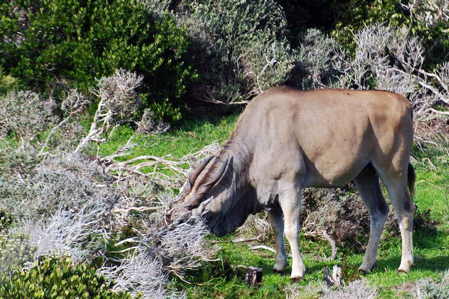 Elenantilope &auml;st im K&uuml;stenbusch