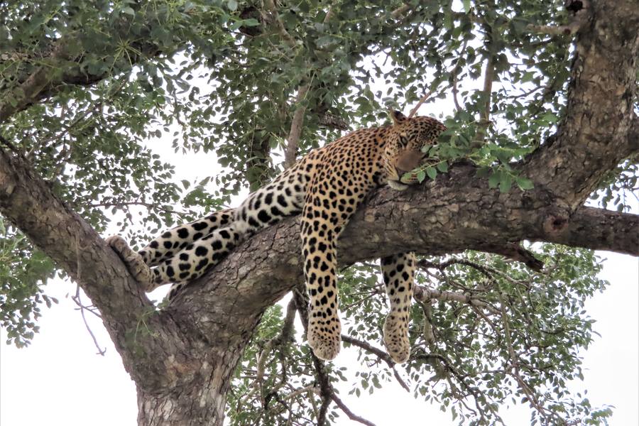 Leopard ruht auf einem waagerechten Ast