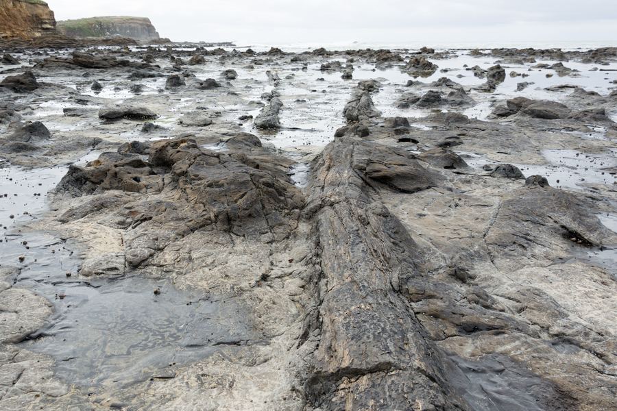 Ein versteinerter Baumstamm liegt bei Ebbe in einer Felsplatte am Meer