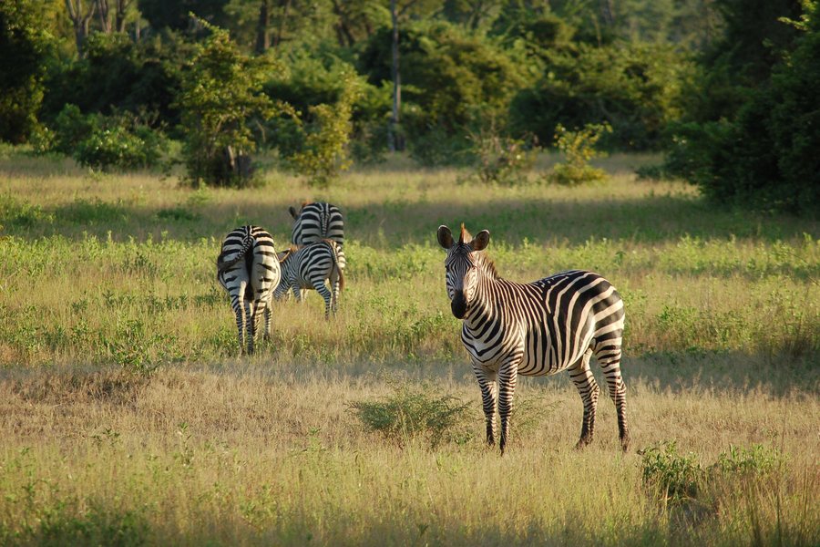 Zebras im hohen Gras einer Savanne